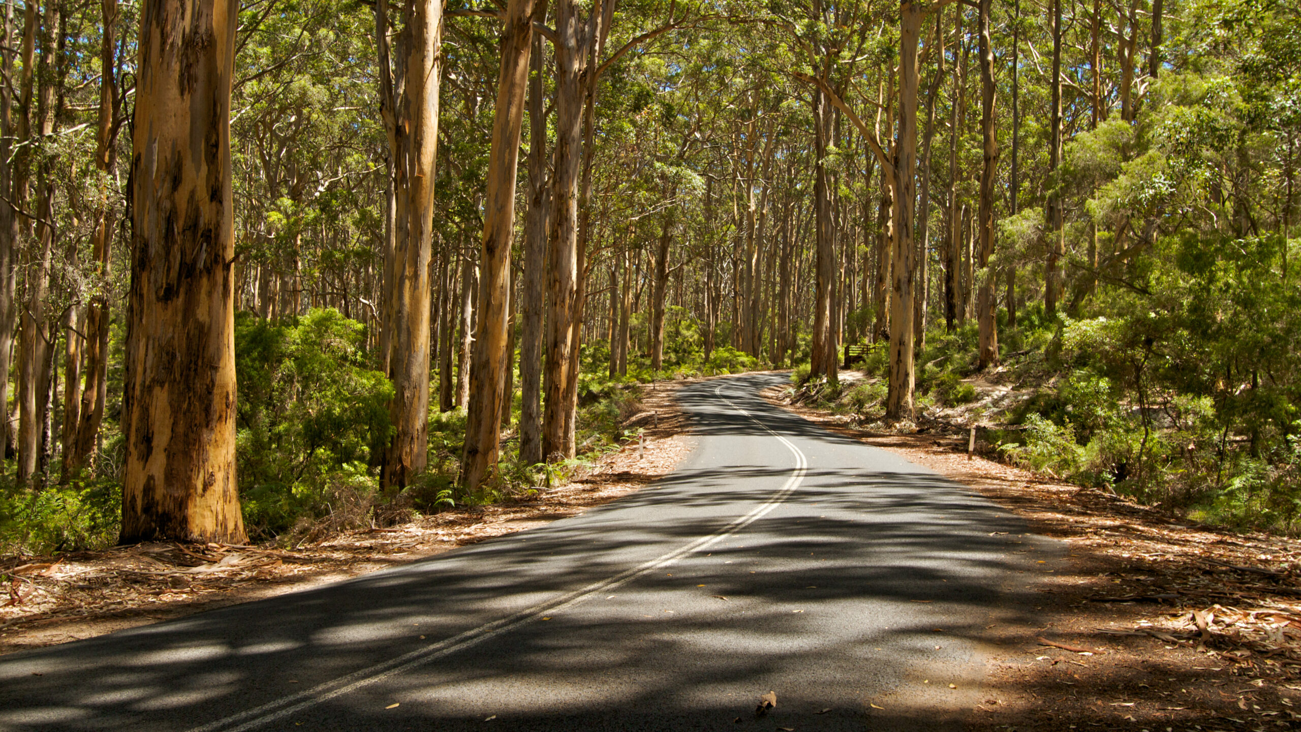 Driving through Boyanup Forrest 