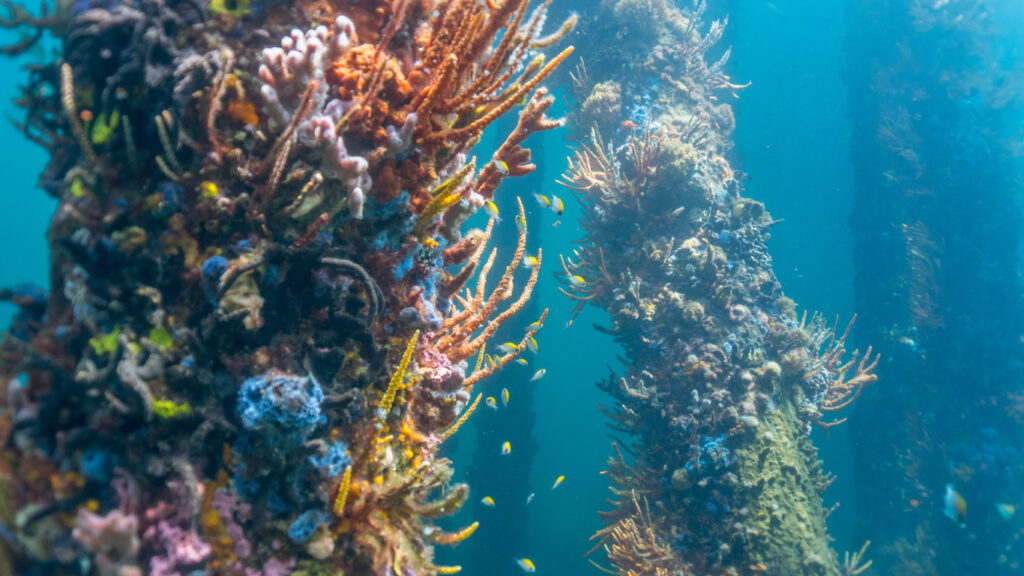 Best Snorkeling Spots in Perth Busselton Jetty