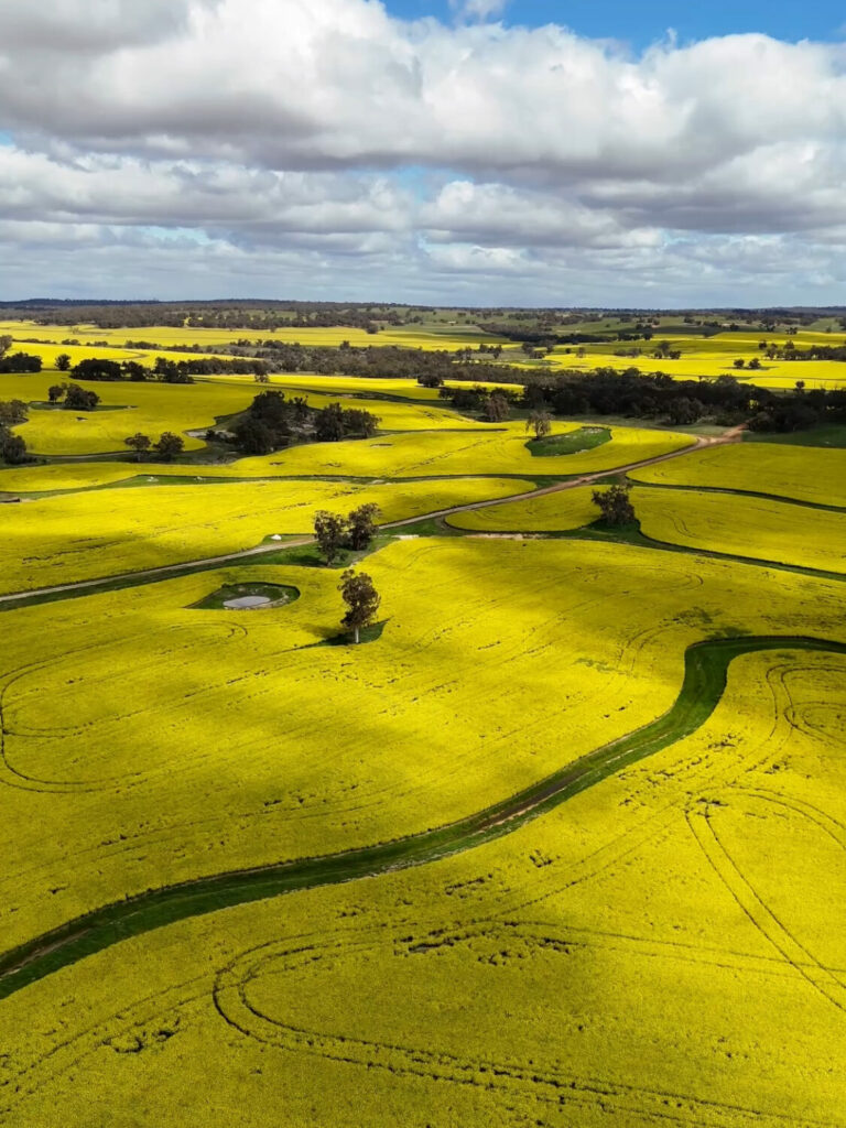 Aerial shot of golden canola fields blooming in York