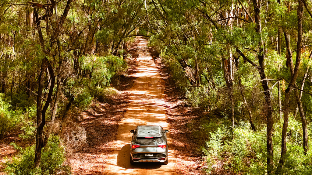 Boranup Forest in Margaret River