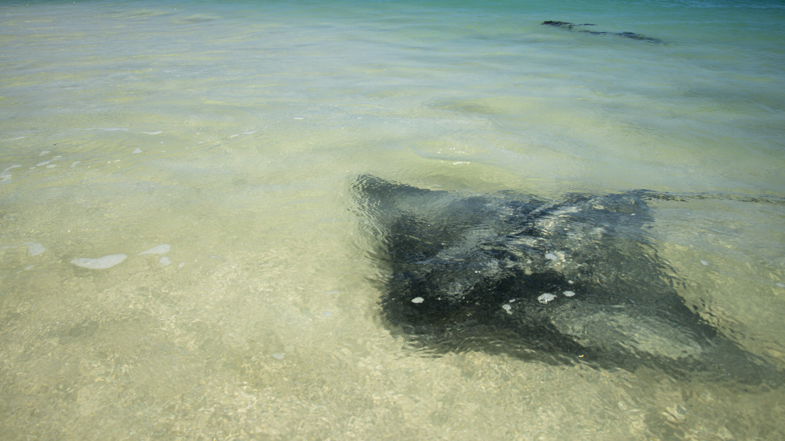 Hamelin Bay stingray close to shore