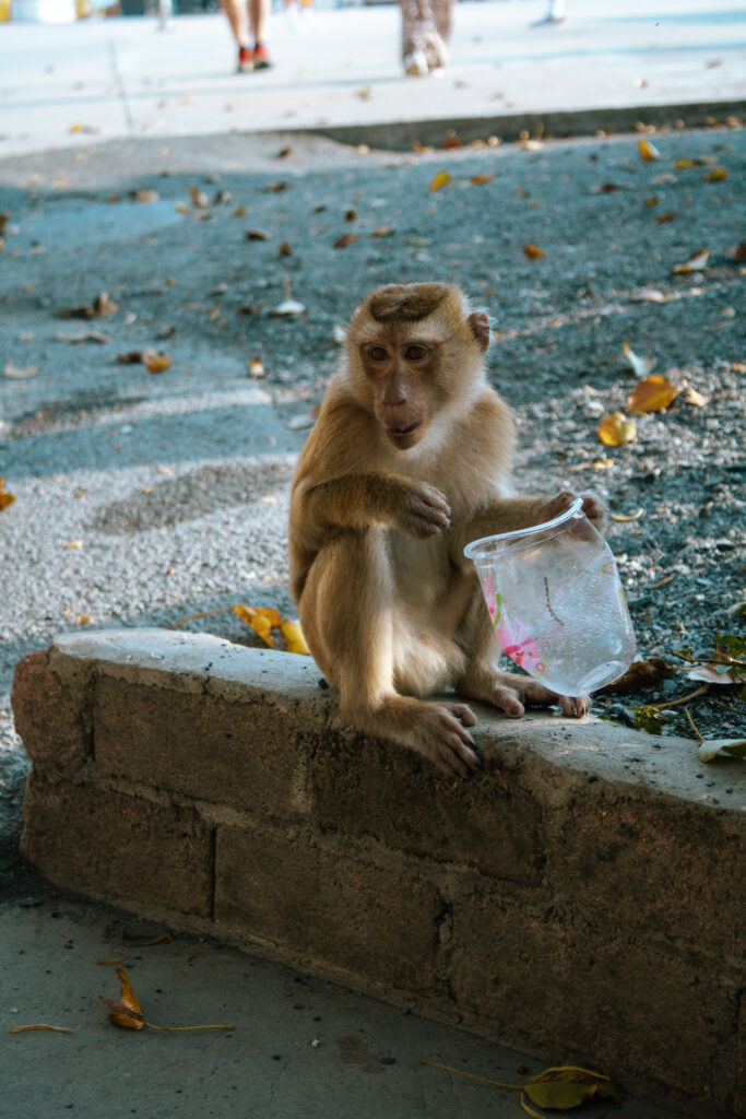 Monkey encounter at the Big Buddha