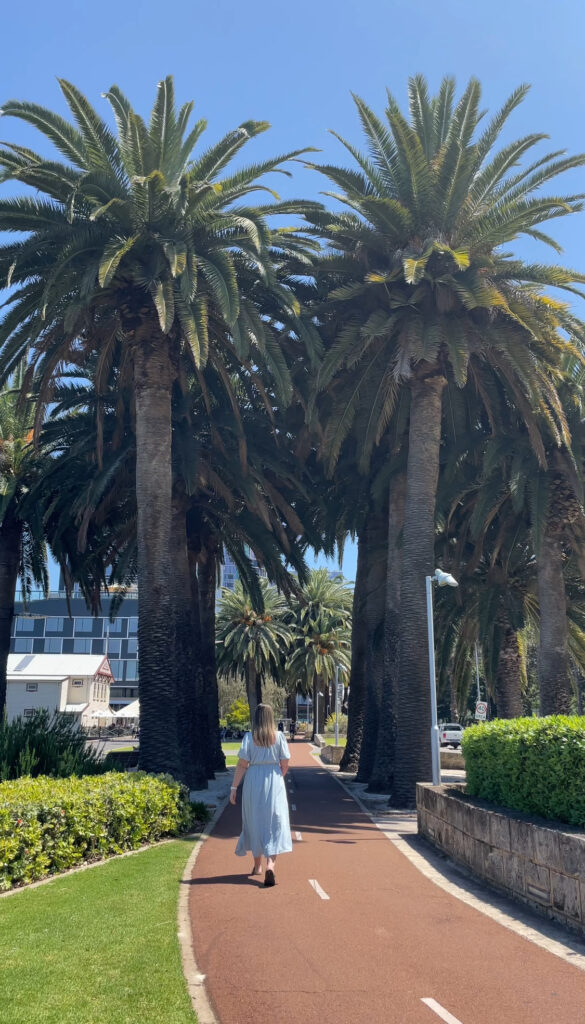 Palm trees in Perth City close to Elizabeth Quay