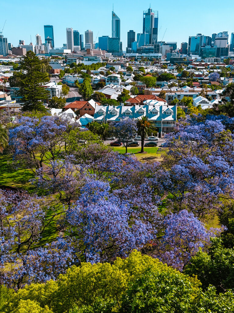 Perth City Skyline and jacaranda trees in Hyde Park