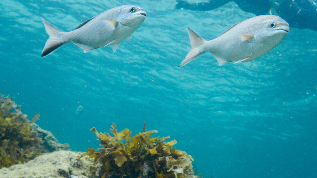 Big fish swimming at a reef in Perth