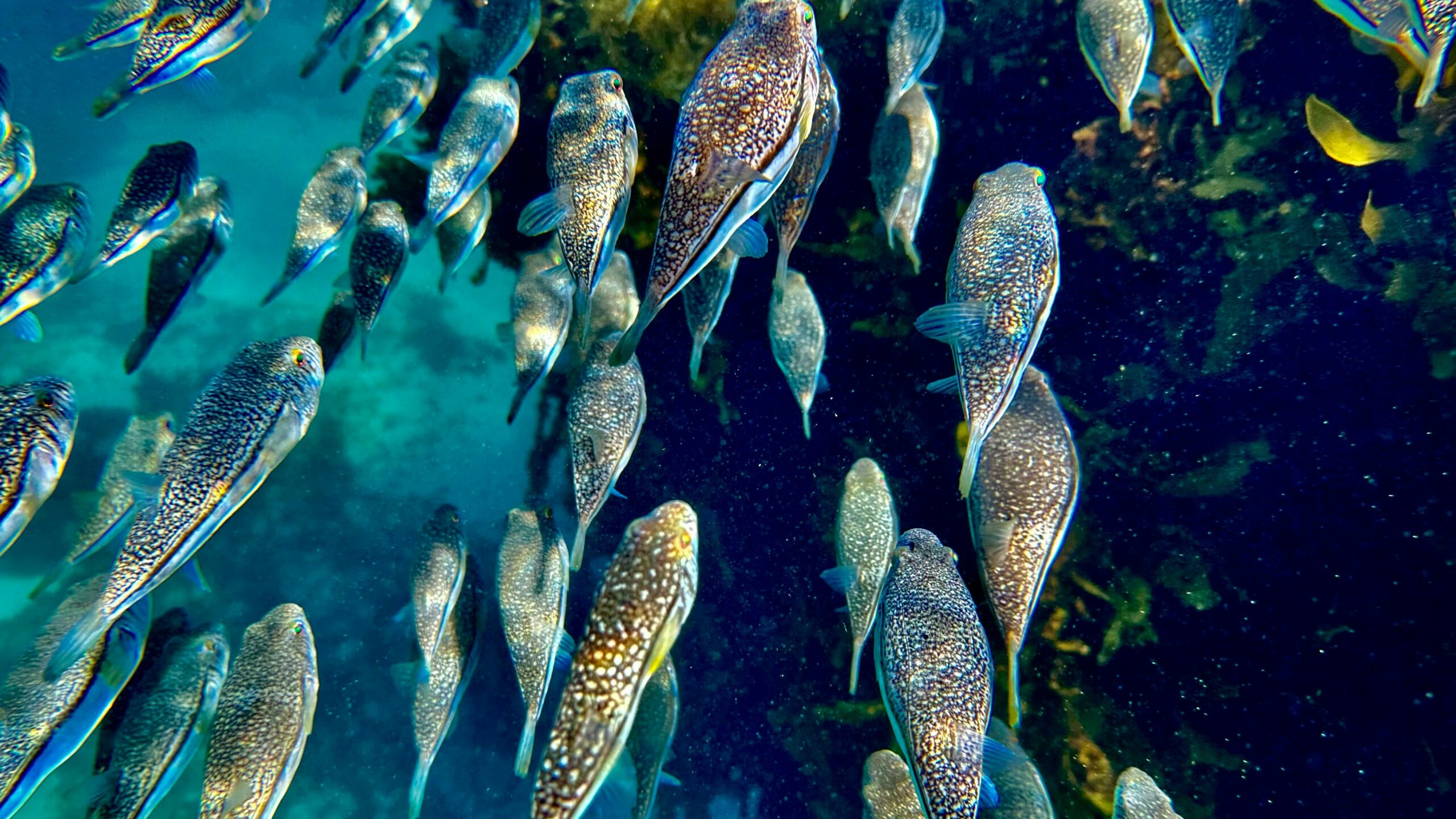 School of fish at Mettam's Pool