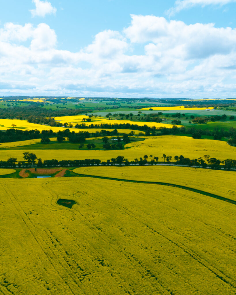 Canola fields in bloom in York during spring, Western Australia