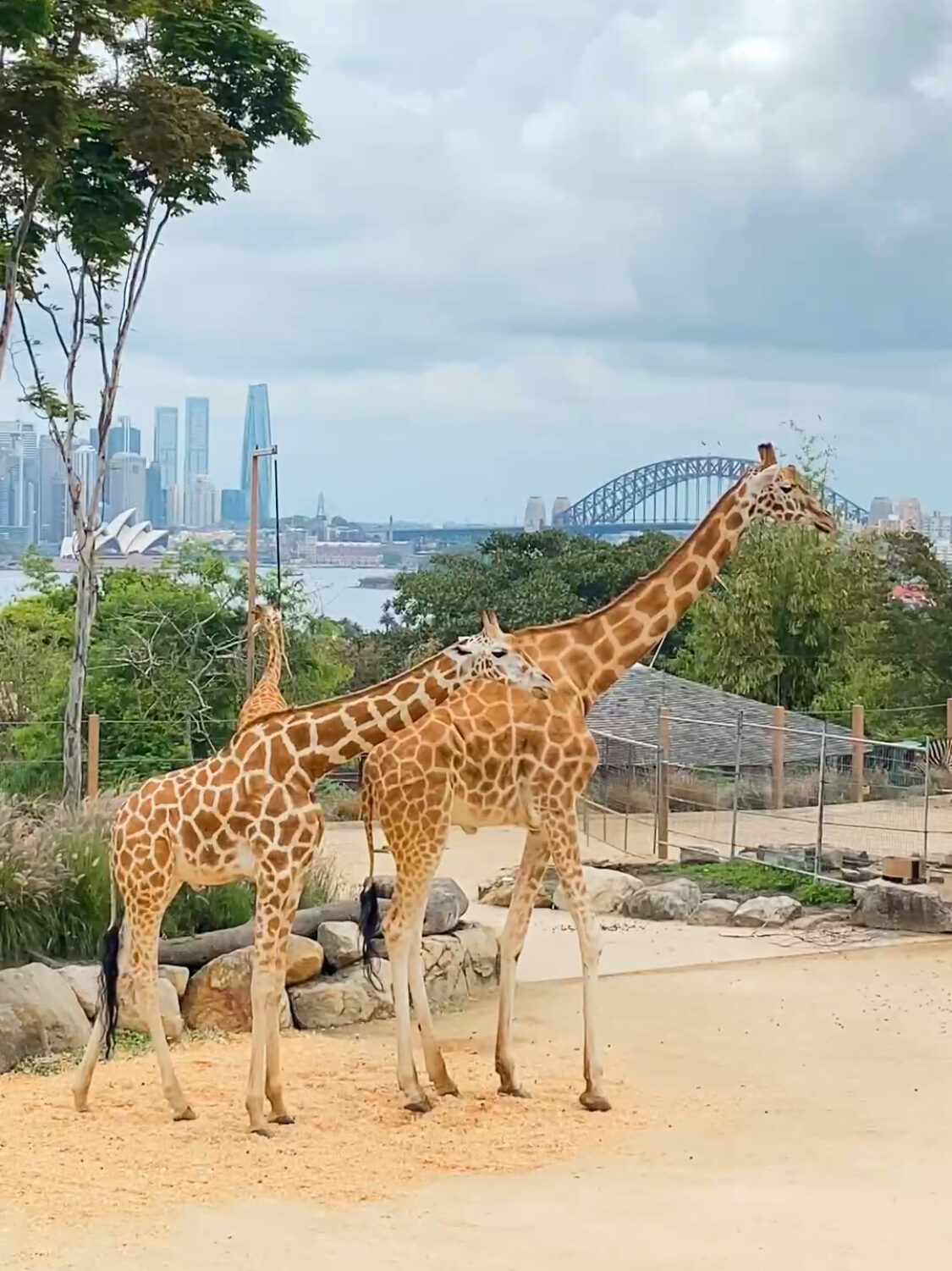 Giraffes at Taronga Zoo Sydney