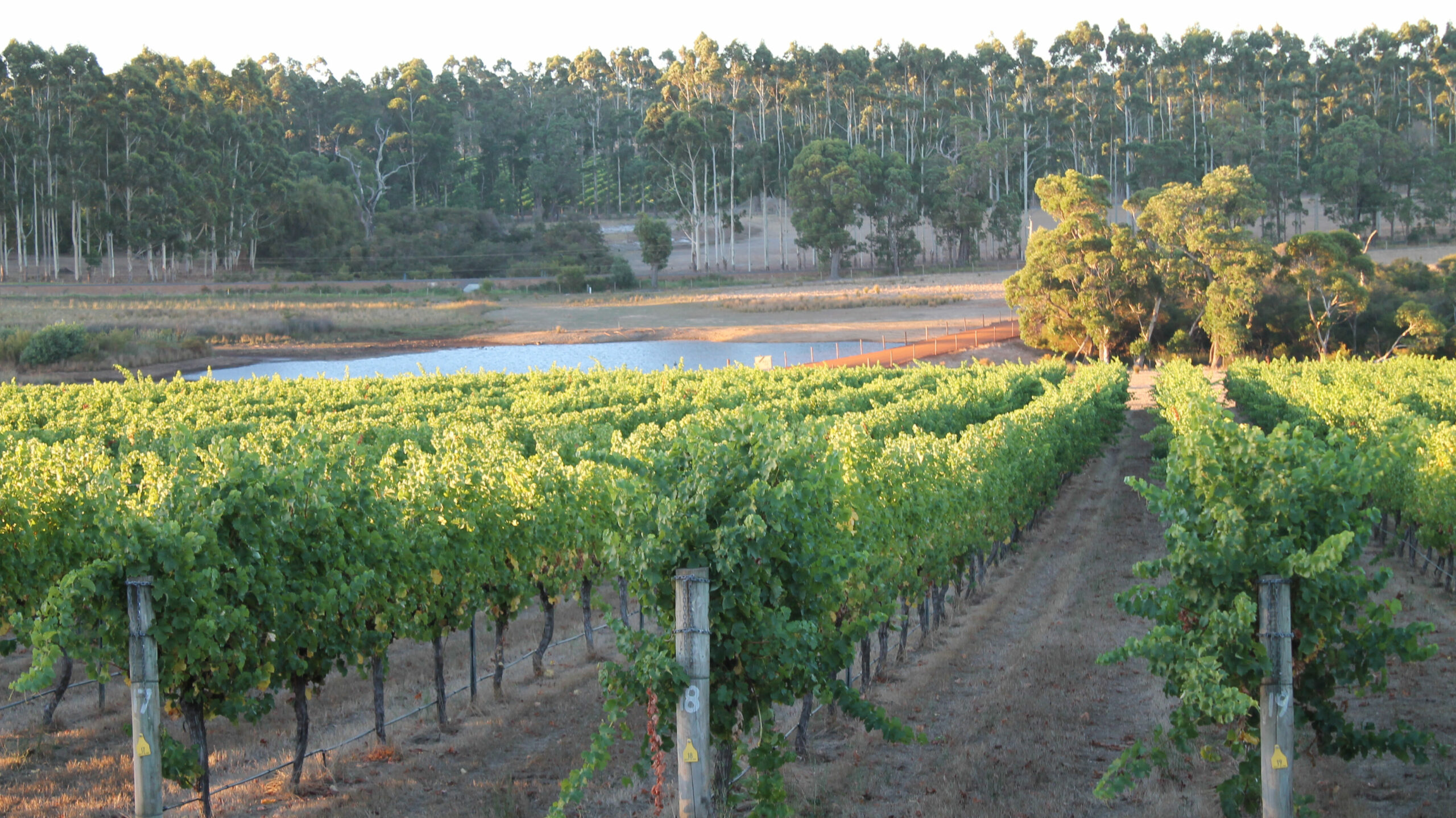 grapevine rows at Margaret River Winery against a scenic backdrop 