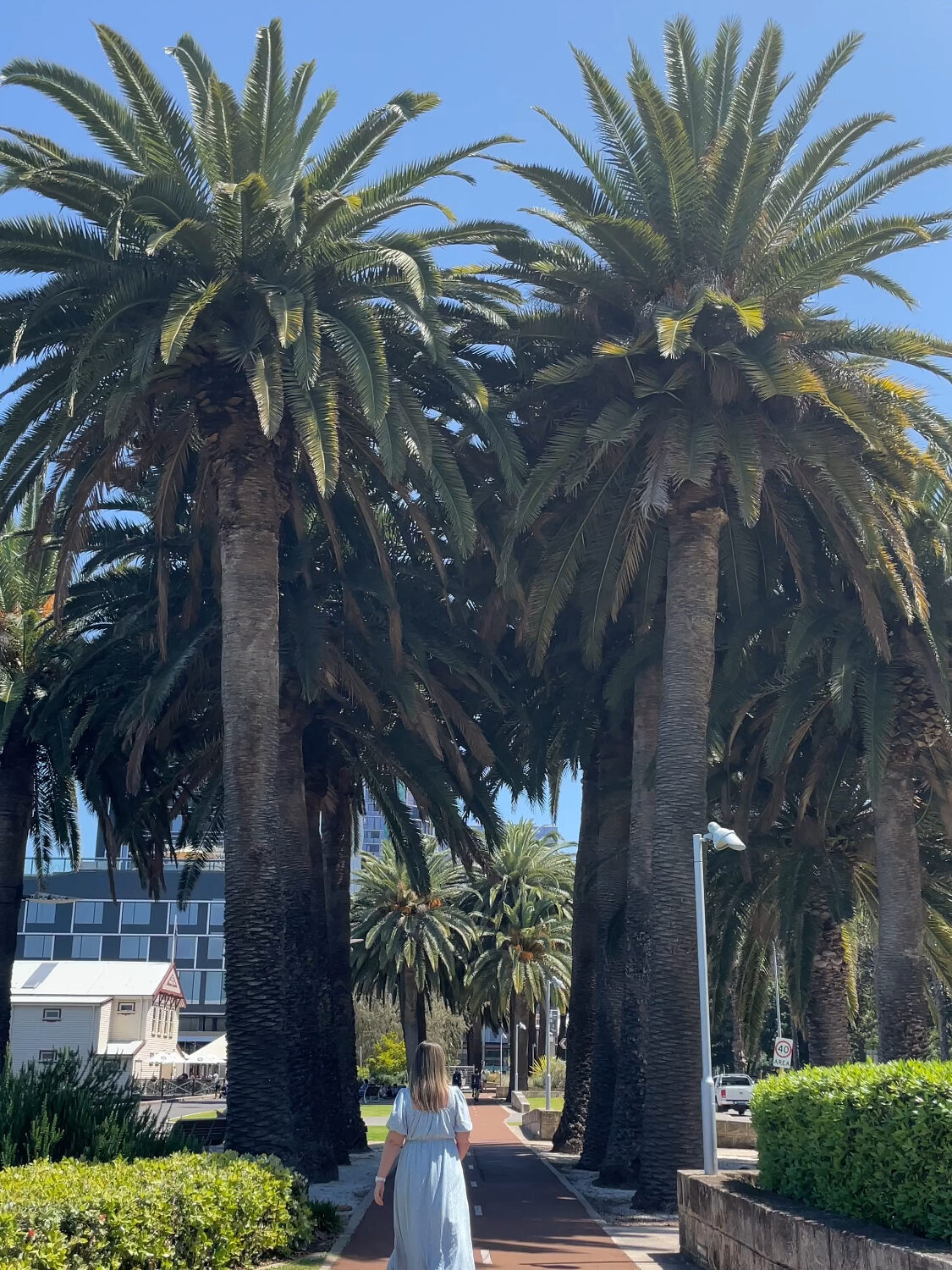 Palm trees in Perth City close to Elizabeth Quay