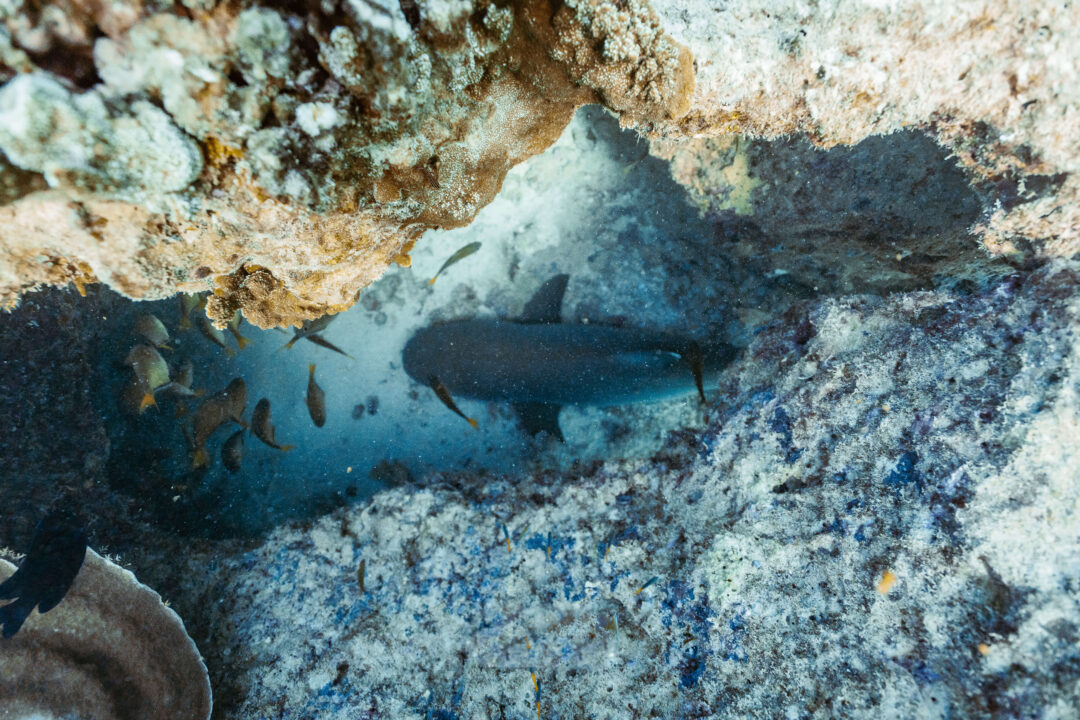 Reef shark resting in Ningaloo Reef