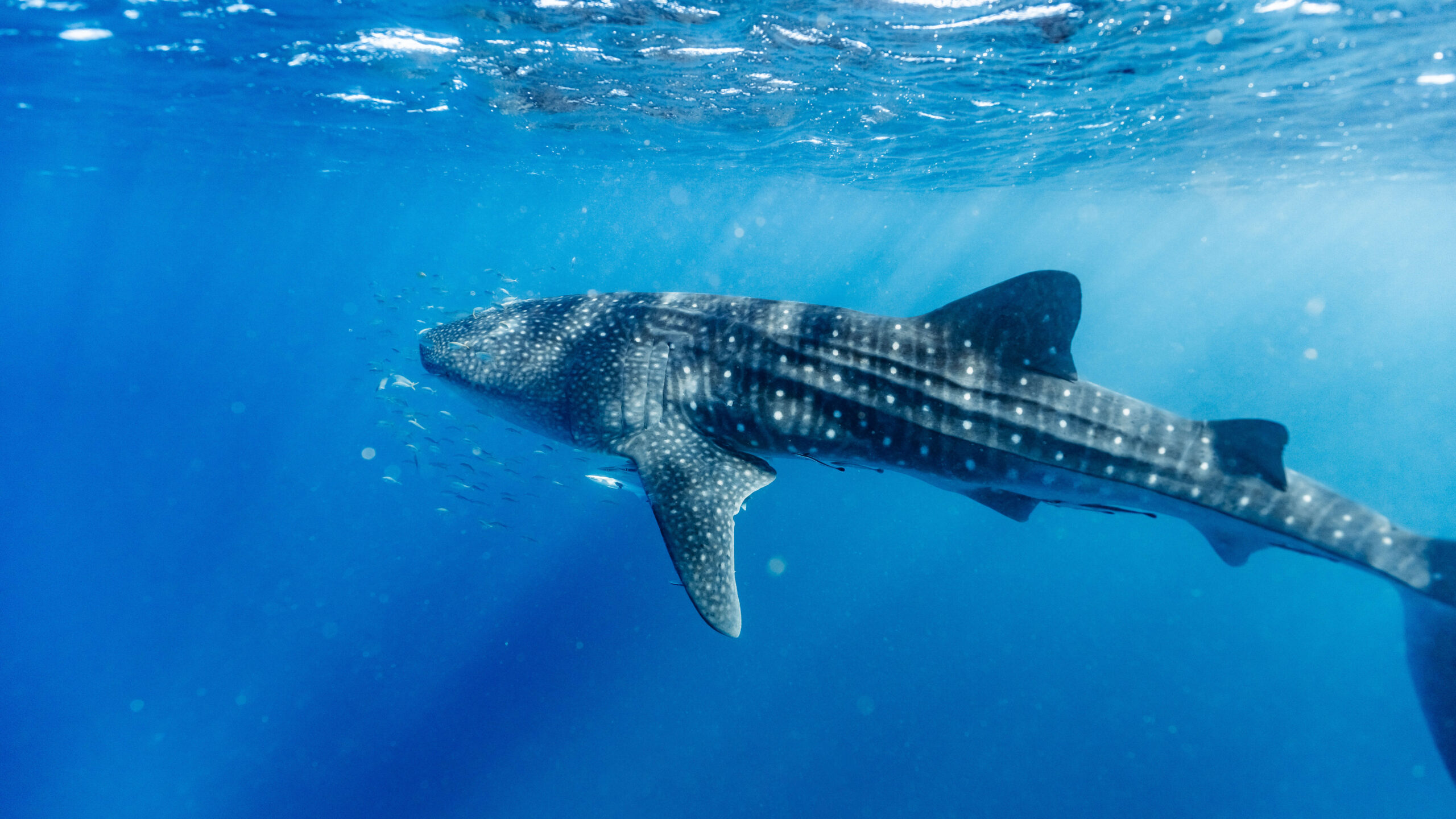 The Ultimate Guide to Swimming With Whale Sharks in Exmouth