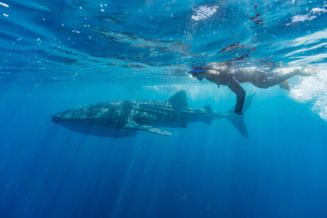 Swimming with whale shark in Exmouth