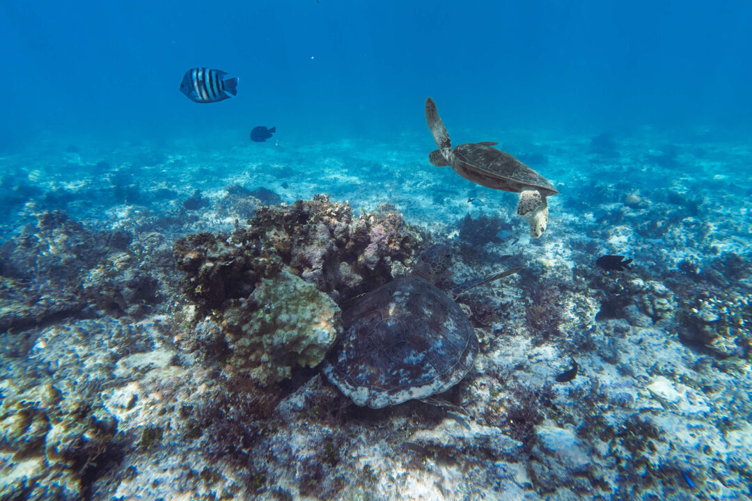 5 Best Spots to Snorkel in Exmouth: The Ultimate Guide