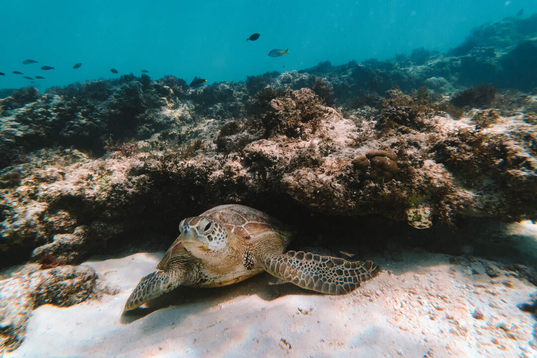 Turtle resting in Ningaloo Reef