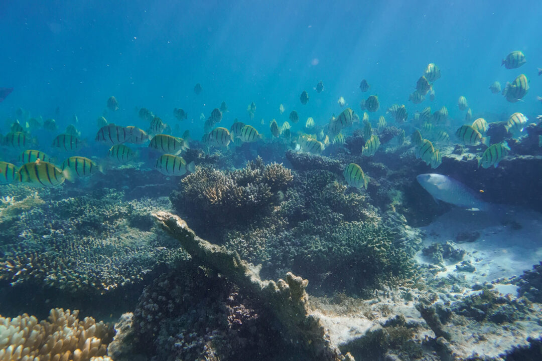 School of colourful fish in Ningaloo Reef