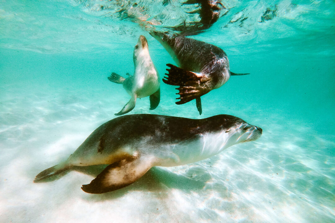 Swimming with Sea Lions in Jurien Bay
