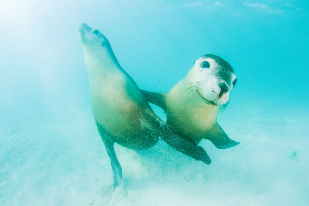 two sea lions swimming underwater