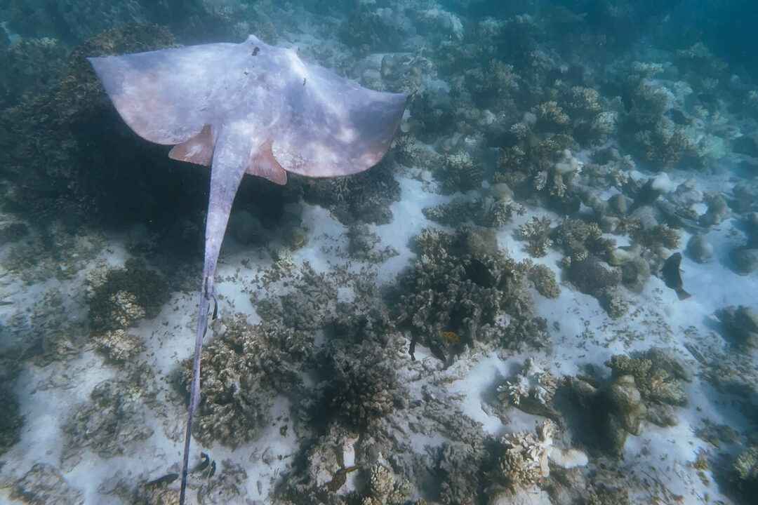 5 Best Spots to Snorkel in Exmouth