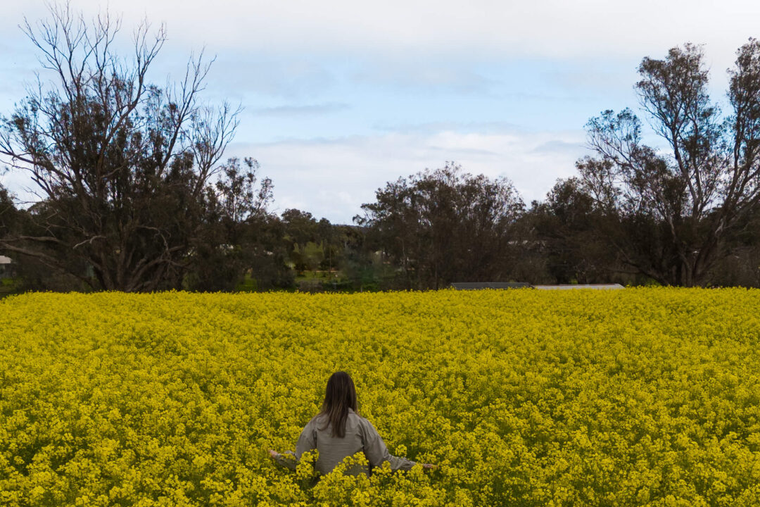 Canola Fields in York