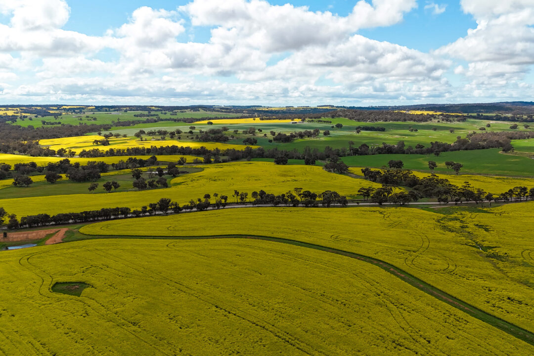Canola fields in York