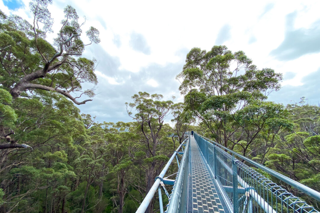 Valley of the Giants Tree Top Walk in Walpole, Western Australia
