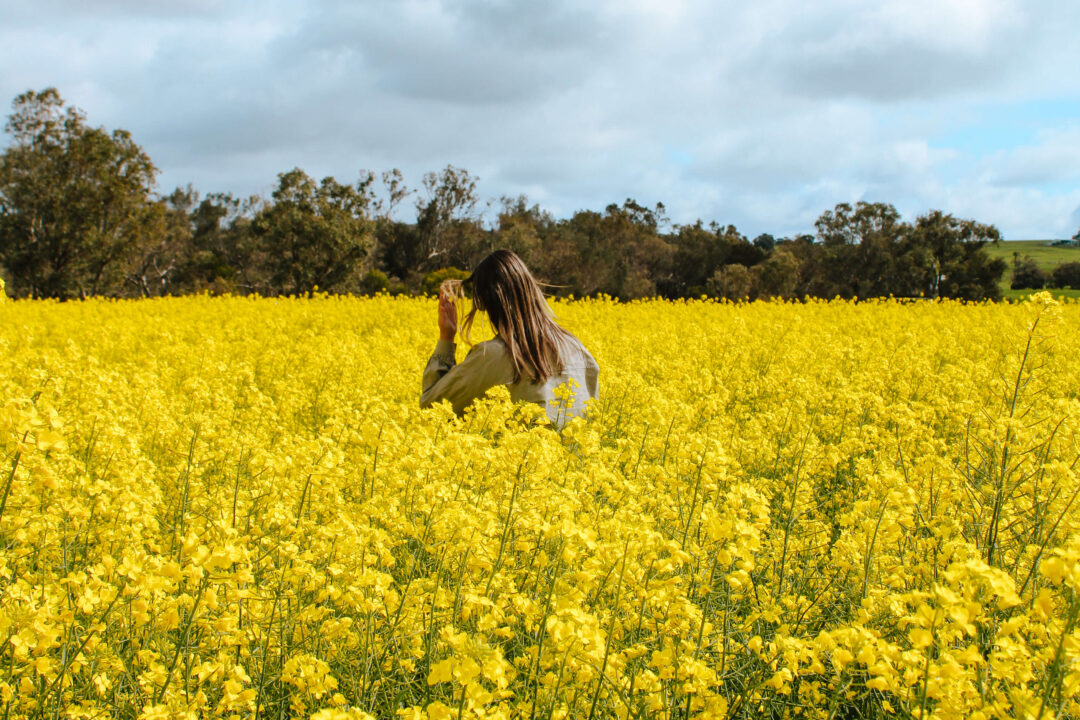 Canola fields in York