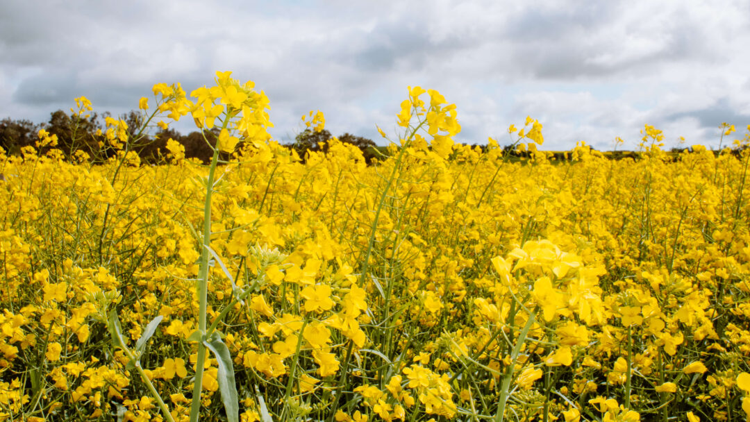 Ultimate Guide To Visiting The Canola Fields in York