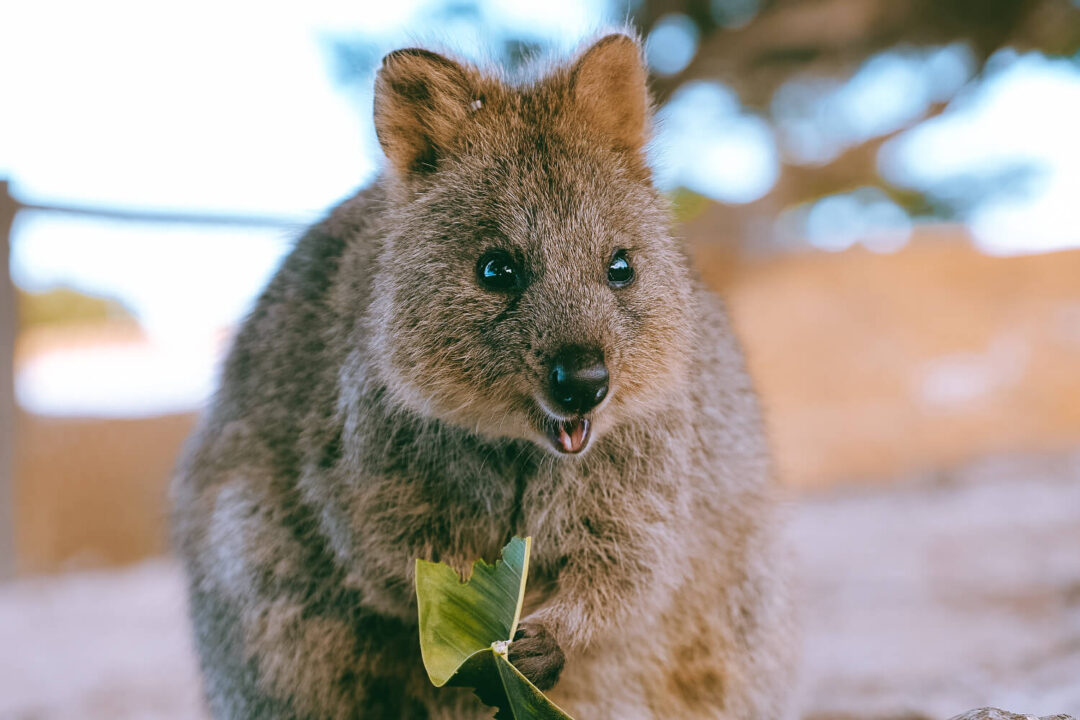 15 Best Things to Do on Rottnest Island