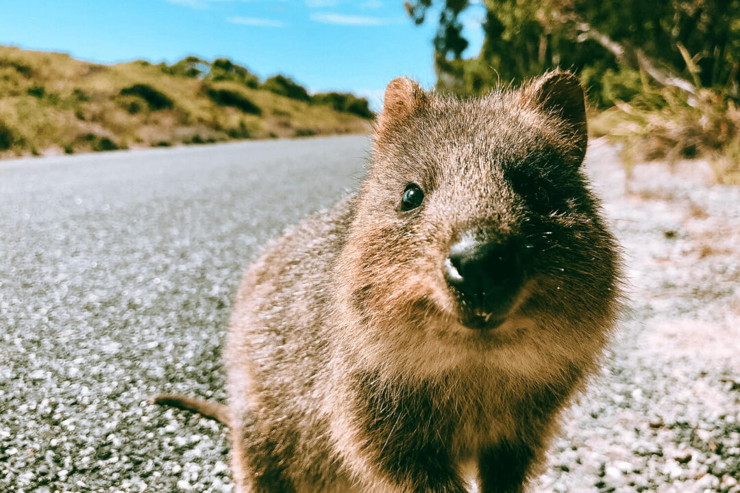 Quokka on Rottnest Island