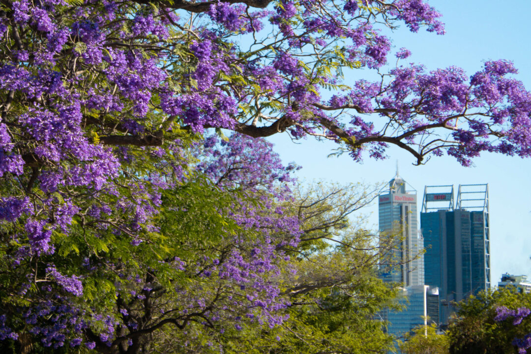 Jacaranda tree with Perth City skyline in the background