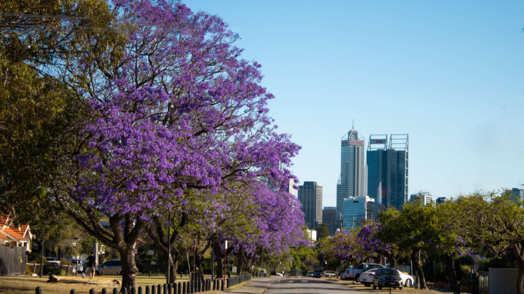 Jacaranda Trees in Perth