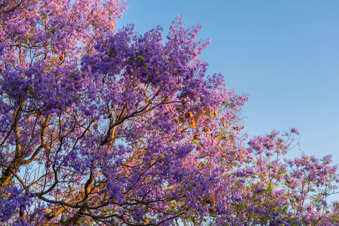 Jacaranda Trees in Perth