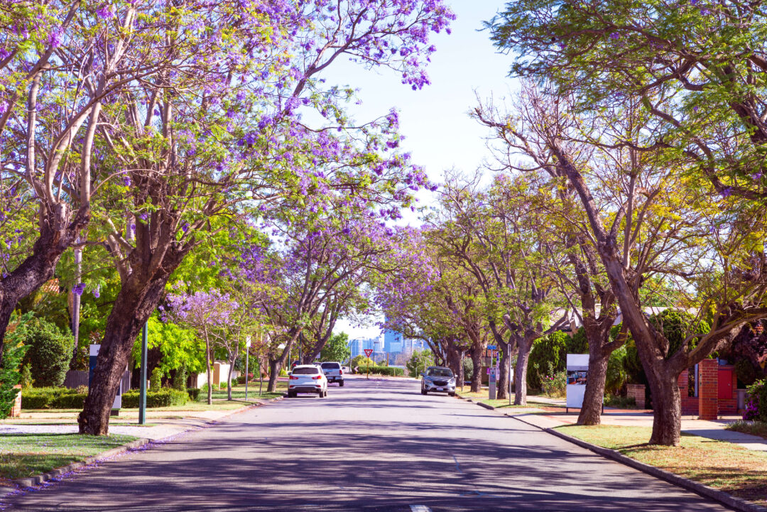 Jacaranda tress in Perth, Applecross