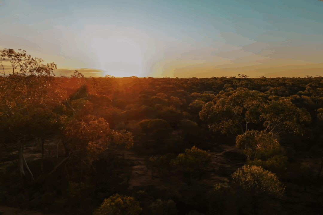 Golden glow over the bushland near Bonnie Rock at sunset - Wheatbelt Way Road Trip Itinerary Guide